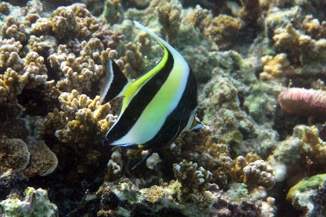  海洋奇观 